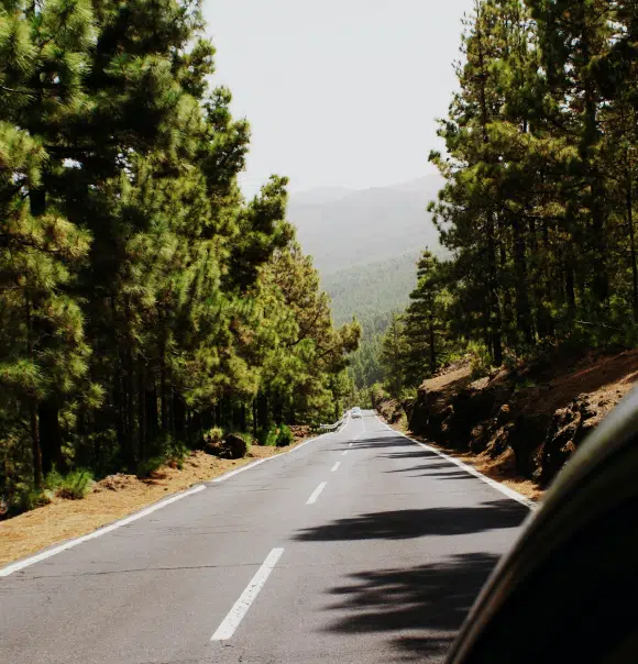 driving down a road in a forest